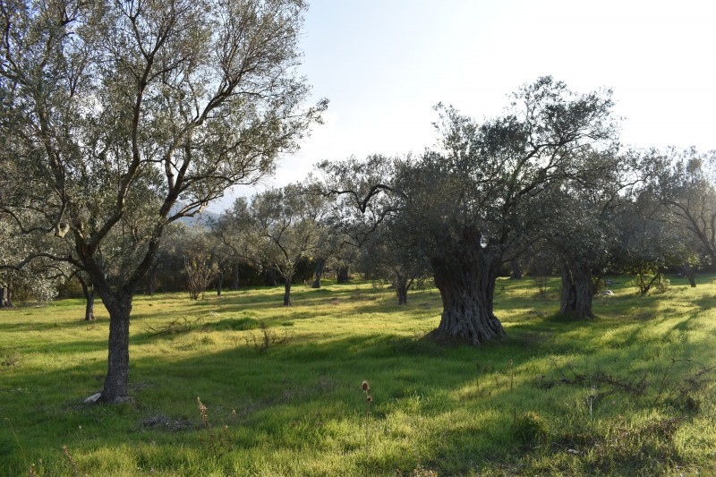 Αγροτεμάχια 4.000 τ.μ. προς πώληση, Όρμος Πρίνου