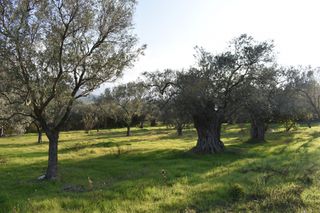 Αγροτεμάχια 4.000 τ.μ. για πώληση, Ν. Καβάλας, Θάσος-thumb-1