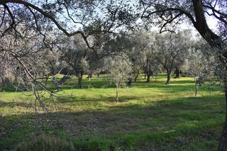 Αγροτεμάχια 4.000 τ.μ. για πώληση, Ν. Καβάλας, Θάσος-thumb-5