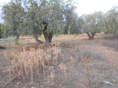 Οικόπεδο 1.074 τ.μ. για πώληση
