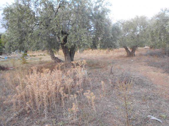 Land plot 1.074 sqm for sale, Kavala Prefecture, Thasos