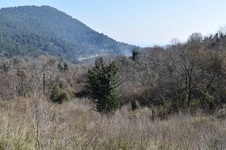 Αγροτεμάχια 6.532 τ.μ. για πώληση, Ν. Καβάλας, Θάσος-thumb-2