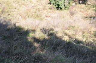 Αγροτεμάχια 6.532 τ.μ. για πώληση, Ν. Καβάλας, Θάσος-thumb-7