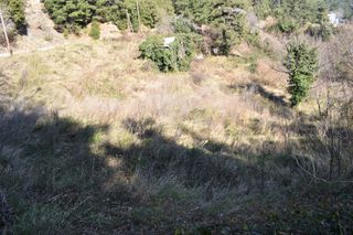 Αγροτεμάχια 6.532 τ.μ. για πώληση, Ν. Καβάλας, Θάσος-thumb-8