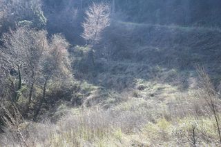 Αγροτεμάχια 6.532 τ.μ. για πώληση, Ν. Καβάλας, Θάσος-thumb-5