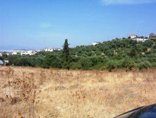 Οικόπεδο 75.000 τ.μ. για πώληση, Αχαΐα, Μεσσατίδα-thumb-7