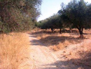 Οικόπεδο 75.000 τ.μ. για πώληση, Αχαΐα, Μεσσατίδα-thumb-8