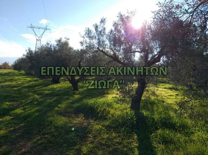 Αγροτεμάχια 9.360 τ.μ. προς πώληση, Κέντρο Νέας Αγχιάλου