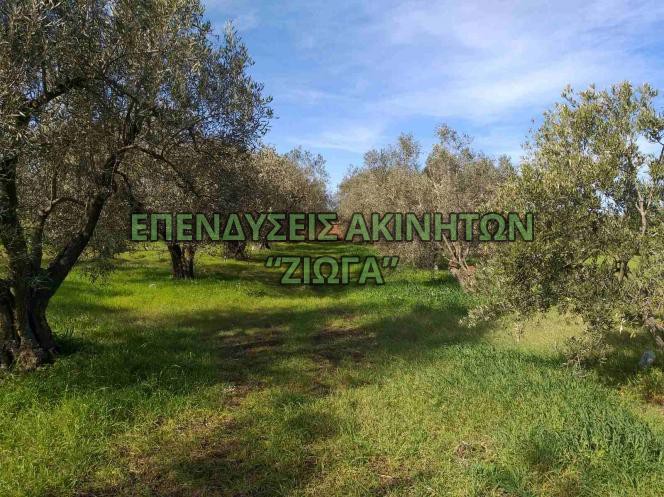 Αγροτεμάχια 9.360 τ.μ. προς πώληση, Κέντρο Νέας Αγχιάλου