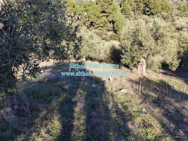 Αγροτεμάχια 5.766 τ.μ. προς πώληση, Νέος Μαρμαράς