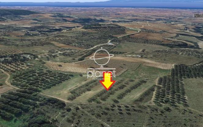 Αγροτεμάχια 13.500 τ.μ. προς πώληση, Πετράλωνα Τρίγλιας