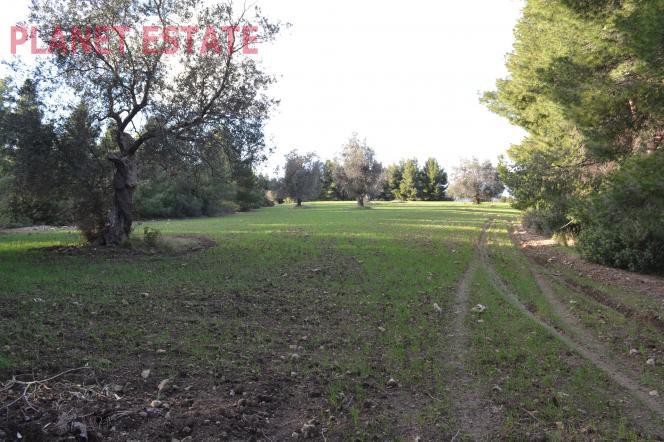Αγροτεμάχια 13.900 τ.μ. προς πώληση, Κασσάνδρεια