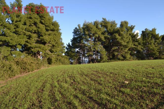 Αγροτεμάχια 13.900 τ.μ. προς πώληση, Κασσάνδρεια