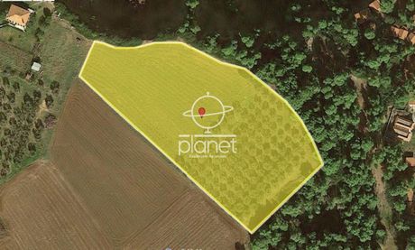 Αγροτεμάχια 12.500 τ.μ. για πώληση