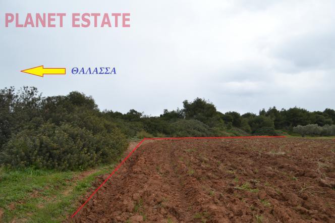 Αγροτεμάχια 12.500 τ.μ. προς πώληση, Νέα Φώκαια Κασσάνδρας
