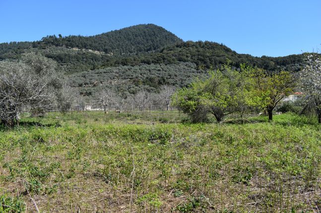 Αγροτεμάχια 3.438 τ.μ. για πώληση, Ν. Καβάλας, Θάσος