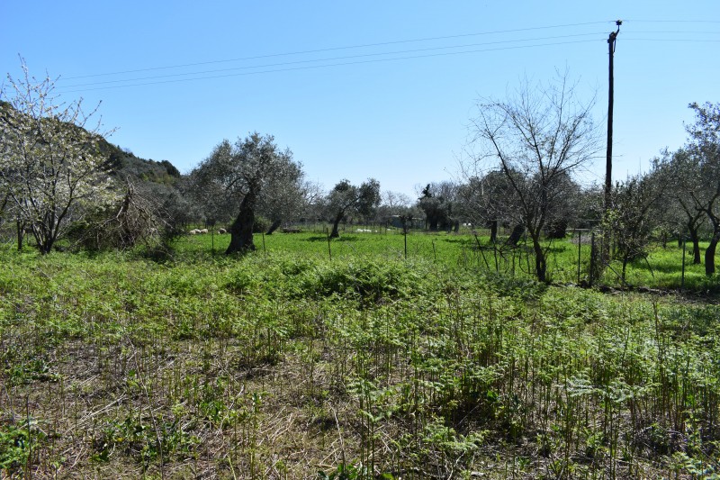 Αγροτεμάχια 3.438 τ.μ. πρός πώληση, Ν. Καβάλας, Θάσος