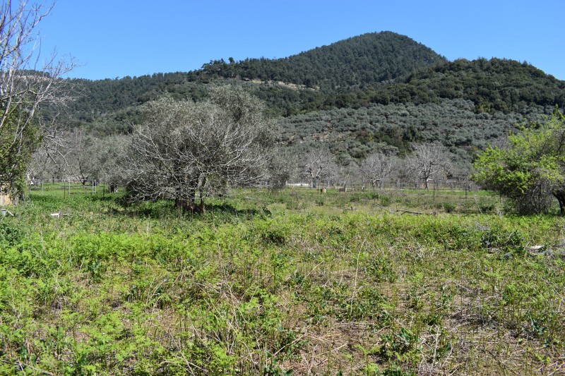 Αγροτεμάχια 3.438 τ.μ. πρός πώληση, Ν. Καβάλας, Θάσος