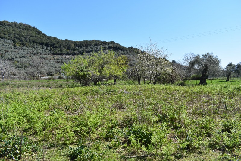 Αγροτεμάχια 3.438 τ.μ. πρός πώληση, Ν. Καβάλας, Θάσος