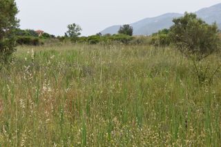 Αγροτεμάχια 2.030 τ.μ. για πώληση, Ν. Καβάλας, Θάσος-thumb-4