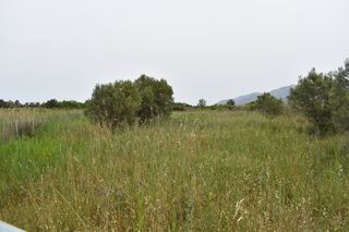 Αγροτεμάχια 2.030 τ.μ. για πώληση, Ν. Καβάλας, Θάσος-thumb-3