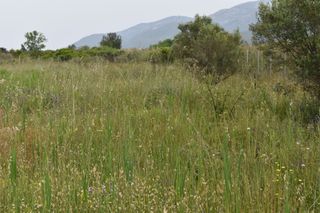 Αγροτεμάχια 2.030 τ.μ. για πώληση, Ν. Καβάλας, Θάσος-thumb-5