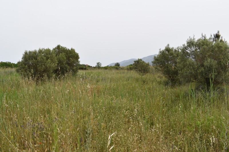Αγροτεμάχια 2.030 τ.μ. προς πώληση, Όρμος Πρίνου