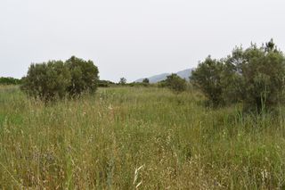 Αγροτεμάχια 2.030 τ.μ. για πώληση, Ν. Καβάλας, Θάσος-thumb-2