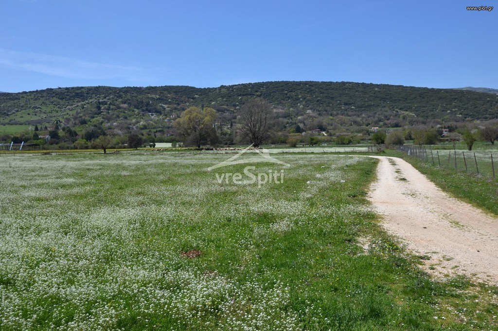 Αγροτεμάχια 6.200 τ.μ. προς πώληση, Πεδινή
