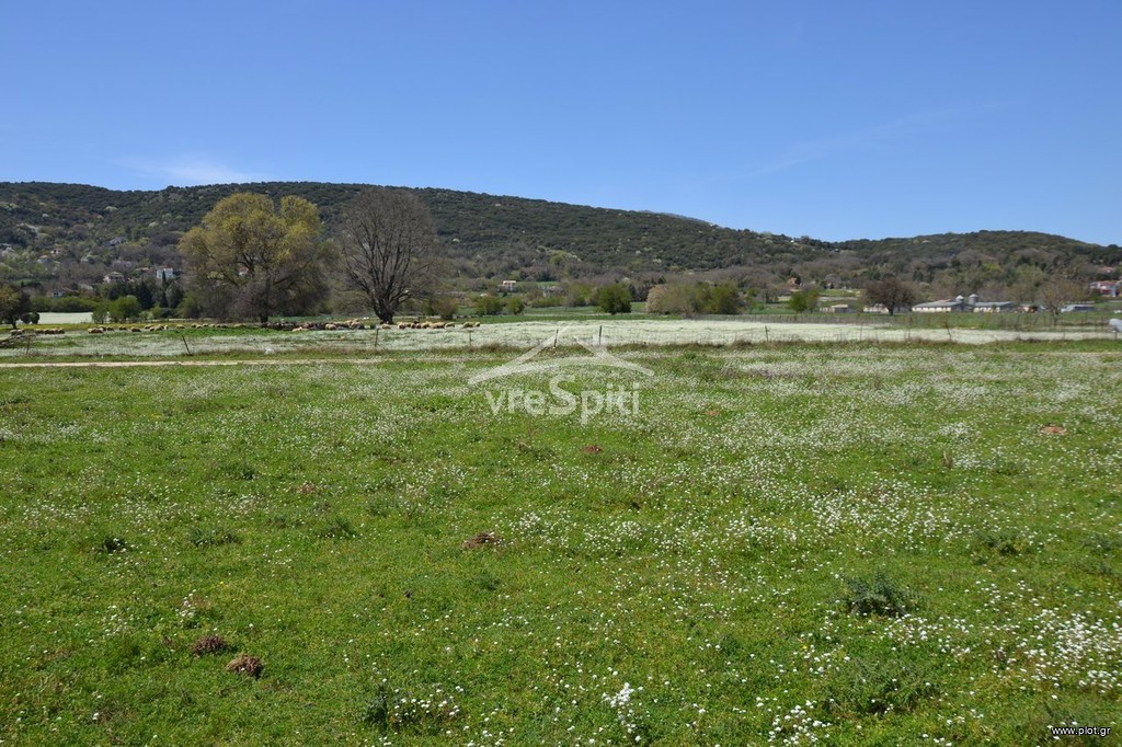 Αγροτεμάχια 6.200 τ.μ. προς πώληση, Πεδινή