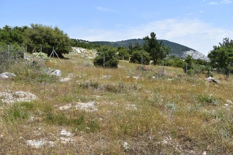 Οικόπεδο 504τ.μ. για πώληση-Θάσος » Θεολόγος