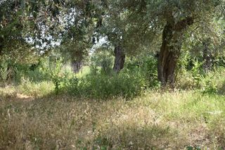 Αγροτεμάχια 375 τ.μ. για πώληση, Ν. Καβάλας, Θάσος-thumb-2