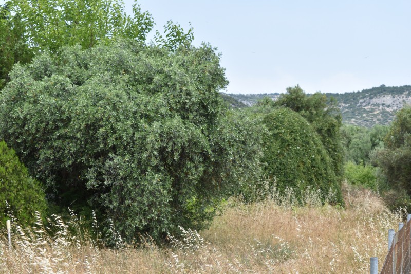 Οικόπεδο 420 τ.μ. πρός πώληση, Ν. Καβάλας, Θάσος