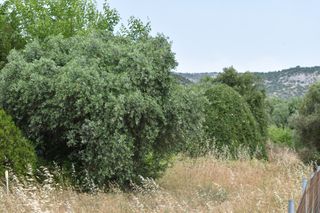 Οικόπεδο 420 τ.μ. για πώληση, Ν. Καβάλας, Θάσος-thumb-1