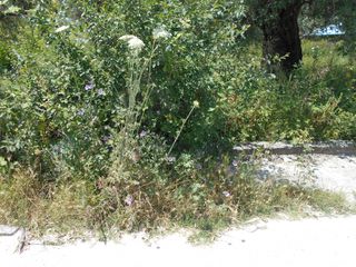 Αγροτεμάχια 650 τ.μ. για πώληση, Ν. Καβάλας, Θάσος-thumb-2