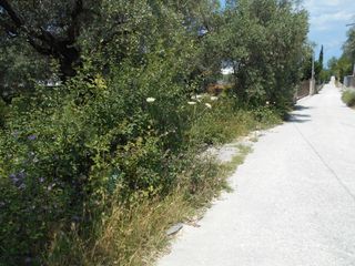 Αγροτεμάχια 650 τ.μ. για πώληση, Ν. Καβάλας, Θάσος-thumb-1