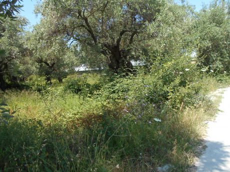 Αγροτεμάχια 650τ.μ. για πώληση-Θάσος » Κέντρο