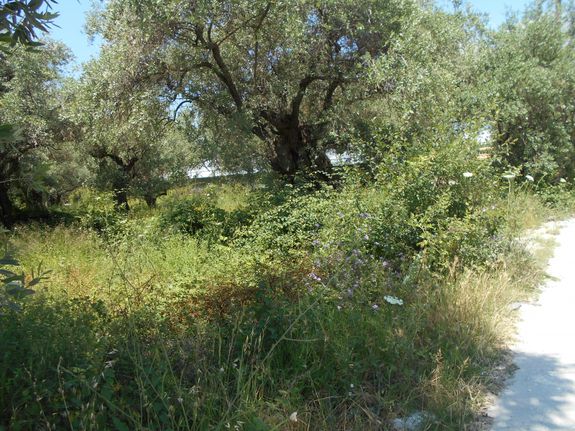 Αγροτεμάχια 650 τ.μ. για πώληση, Ν. Καβάλας, Θάσος