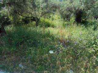 Αγροτεμάχια 650 τ.μ. για πώληση, Ν. Καβάλας, Θάσος-thumb-3