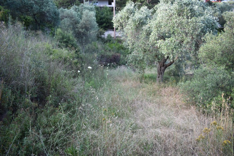 Αγροτεμάχια 2.000 τ.μ. προς πώληση, Μακρυάμμος