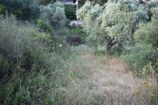 Αγροτεμάχια 2.000 τ.μ. για πώληση, Ν. Καβάλας, Θάσος-thumb-4