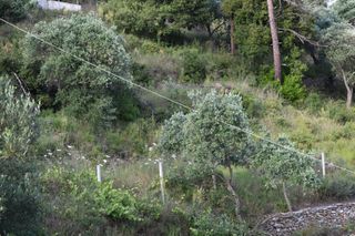 Αγροτεμάχια 2.000 τ.μ. για πώληση, Ν. Καβάλας, Θάσος-thumb-3