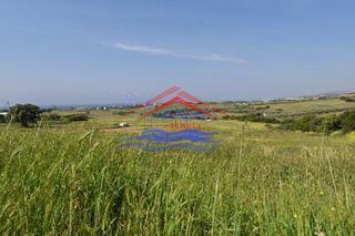 Αγροτεμάχια 5.000 τ.μ. για πώληση