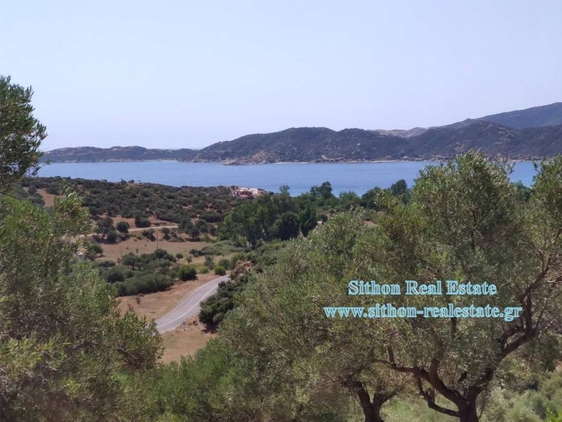 Αγροτεμάχια 4.263 τ.μ. προς πώληση, Συκιά Τορώνης
