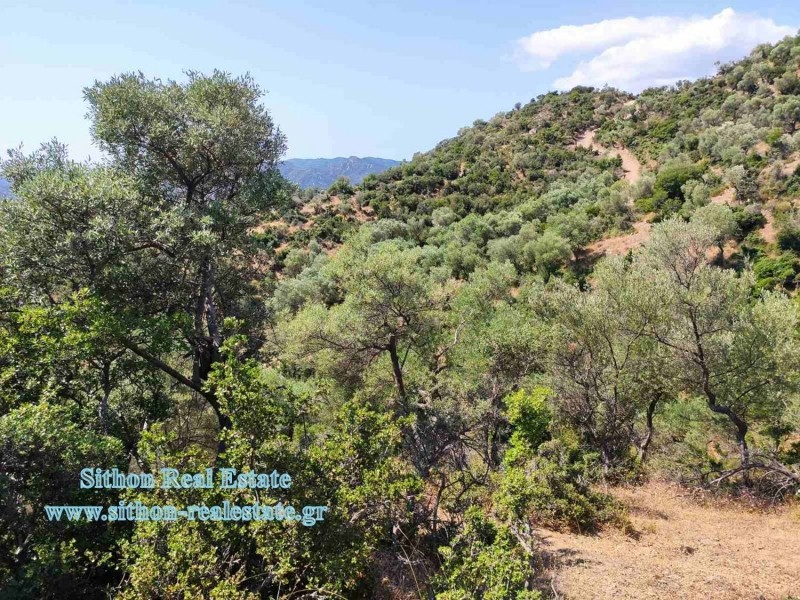 Αγροτεμάχια 4.263 τ.μ. προς πώληση, Συκιά Τορώνης
