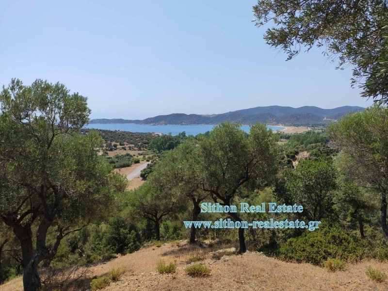 Αγροτεμάχια 4.263 τ.μ. προς πώληση, Συκιά Τορώνης
