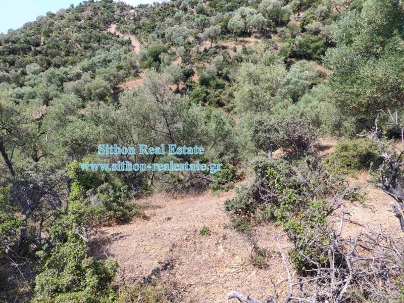 Αγροτεμάχια 4.263 τ.μ. προς πώληση, Συκιά Τορώνης