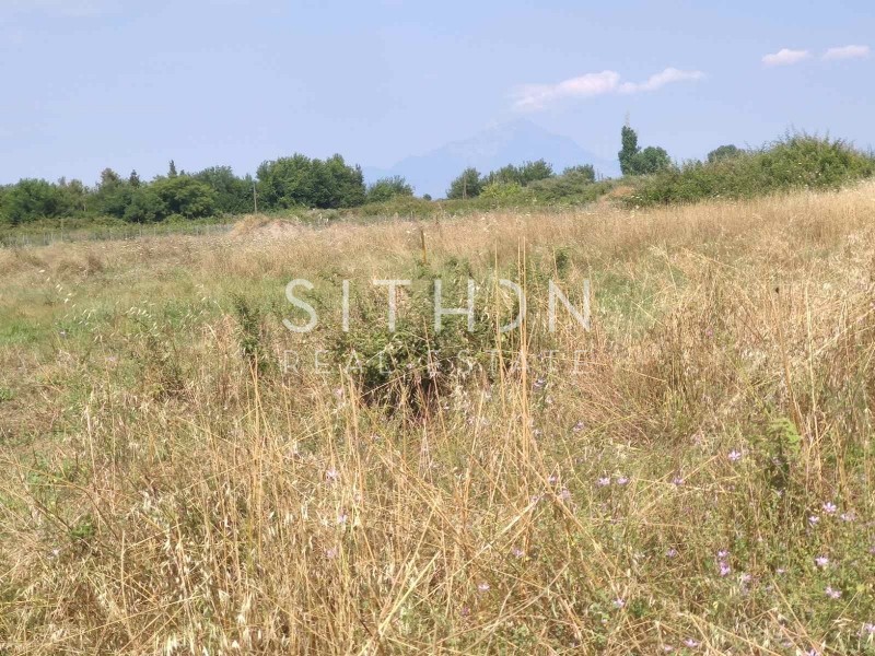 Αγροτεμάχια 7.704 τ.μ. προς πώληση, Συκιά Τορώνης
