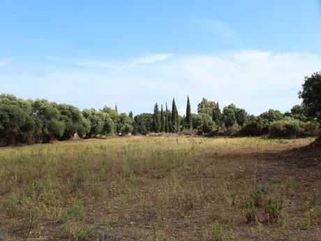 Αγροτεμάχια 6.826 τ.μ. για πώληση