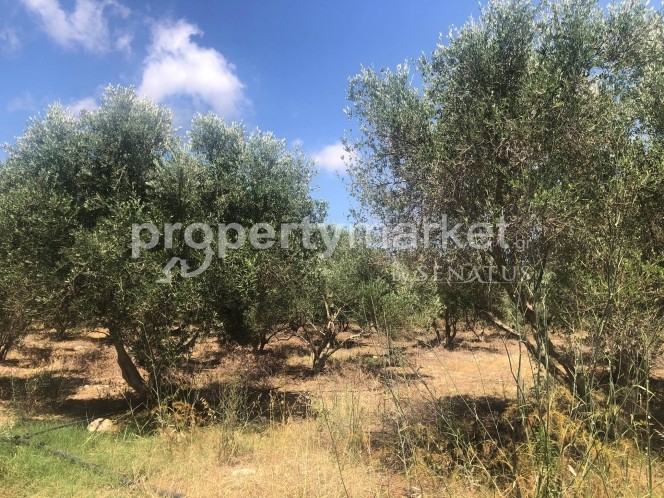 Parcel 11.500 sqm for sale, Rethymno Prefecture, Geropotamos
